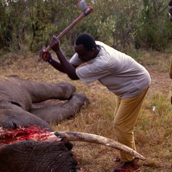 350-HI_296501-Wilderei-Elefanten-Kenya-_c_-naturepl_com-Peter-Blackwell-WWF-Canon.jpg