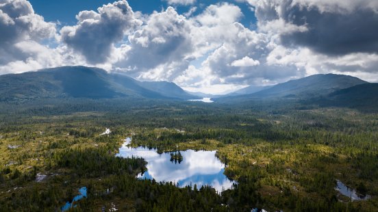 LandscapeDronePhoto-MistyForest-CA-LukasDuernegger8.jpg
