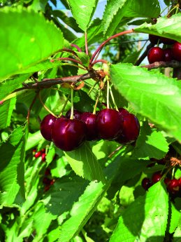 Artevos_Süßkirsche_Aria®_‘PISUE161‘-s-_Früchte_1.jpg