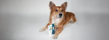 Hund sitzt vor emmi-PET Ultraschallzahnbürste.