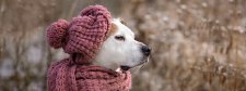 Warum Kälte, Heizungsluft und Streusalz besondere Pflege erfordern – und wie du deinen Hund im Winter optimal schützt