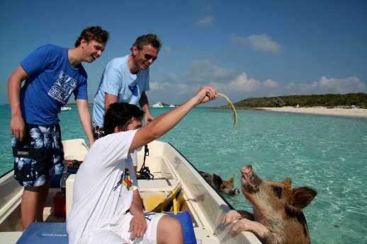 Schwimmende Schweine auf den Bahamas.jpg