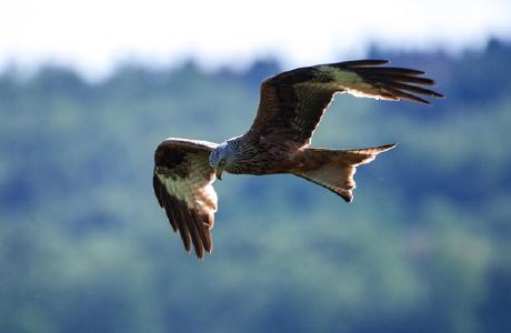 Foto: Naturschutzinitiative e.V. (NI), Rotmilan (Milvus milvus)