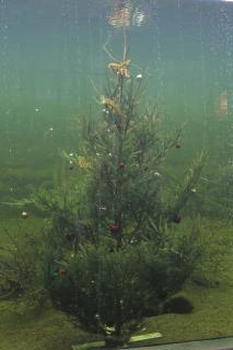 Weihnachtsbaum an Bord: Wildpark-Mitarbeiter Kay Östreich und Josefine Vater versenken die Tanne im Naturaquarium (Foto: Wildpark-MV)