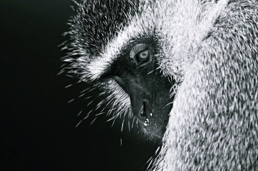 Grüne Meerkatze_komp.JPG