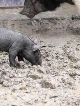 Ferkel.JPG