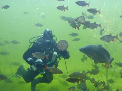 In den warmen Monaten steigt täglich 12 Uhr ein Taucher ins Wasser inkl. Putzaktion und Fischfütterung / Foto: Wildpark-MV