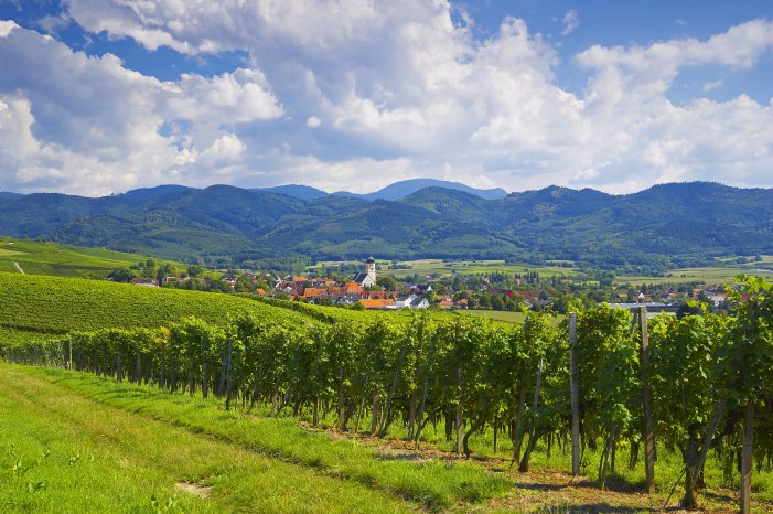 Ehrenkirchen_Blick auf Kirchhofen_Herrliche Weinlandschaft zwischen Schwarzwald und Rhein ©.jpg