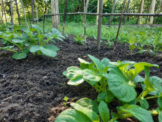 Patzer Erden_hochwertige Erde4.jpg