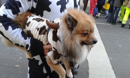 Hund im Kostüm.jpg