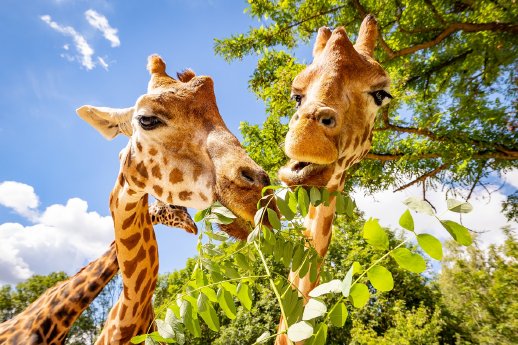 Rothschild-Giraffe_Tierpark Berlin.jpg