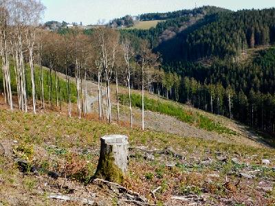 Der Buchenkahlschlag am "Hohen Knochen" (Hochsauerland) wird vom nordrhein-westfälischen Umweltministerium als "Eingriff" bewertet und soll "kompensiert" werden (Foto: Norbert Panek).
