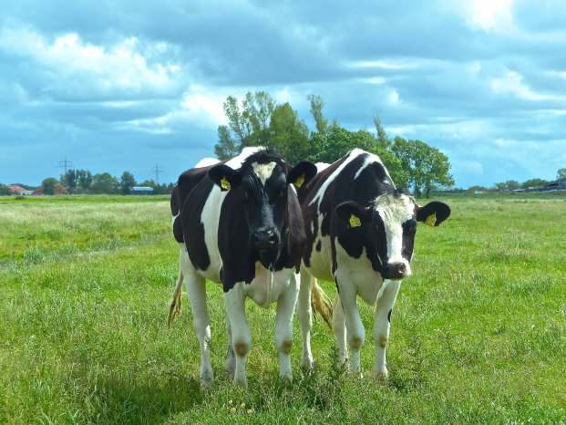 Kühe Wiese_CBYSA_LudgerKalkhoff.JPG