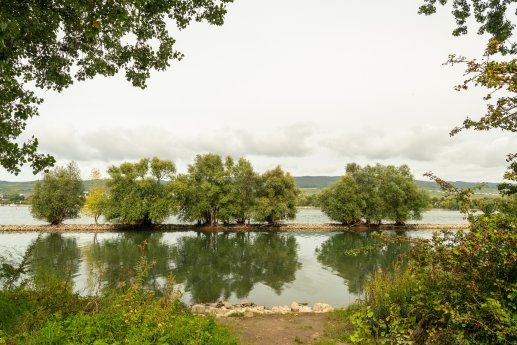 Rheinhessen-2021-1123-Ingelheim, Rheinauen.jpg