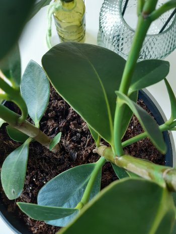 Blumenerde 2.jpg
