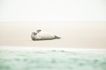 Seehund auf der Seehundsbank