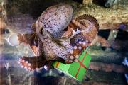 Der Oktopus im SEA LIFE Konstanz „öffnet“ sein Adventskalender-Türchen