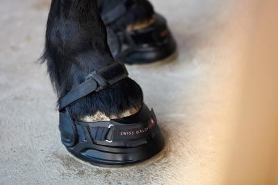 Der Swiss Galoppers ist ein Premium Reitsportschuh aus der Schweiz.