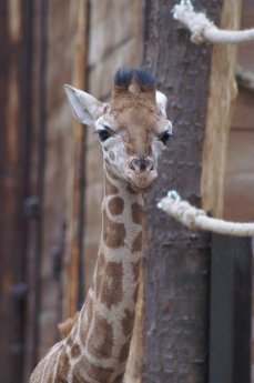 Giraffe Tanisha.JPG