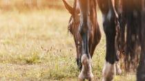 Mauke beim Pferd erkennen und behandeln