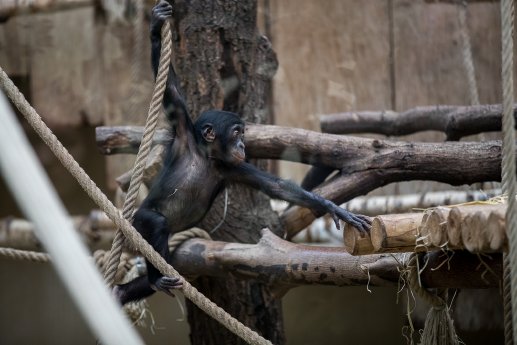 Bonobos-(c) Werner Scheurer-2727.jpg