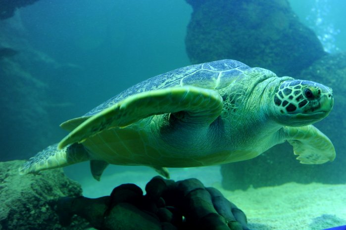 Grüne Meeresschildkröte.jpg