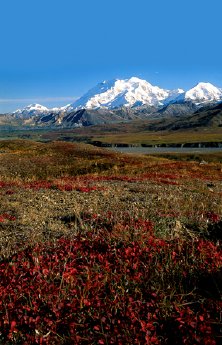 Herbstfarben - Mt McKinley -Denali Nationalpark - (c) ARAMARK Parks and Destinations .jpg