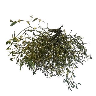 Mistel XXL über 50 cm (1).jpg