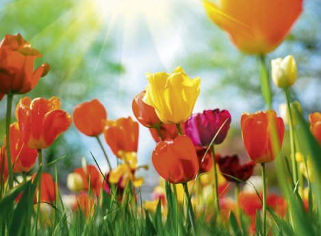 Frühlingskonzert_@Monika Gniot_Shutterstock.jpg
