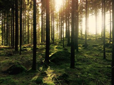 Nachhaltigkeit durch den natürlichen Baustoff Holz