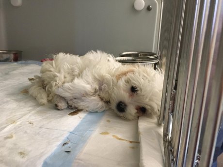 210409_Welpenhandel_© Tierschutzverein Freital u.U. e.V. (5).jpg