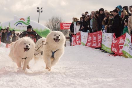 Oberharzer Schlittenhunde Adventure © Jonathan Rode