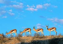 Springböcke, Südafrika