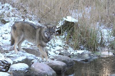 Wildpark MV Wolf im Winter