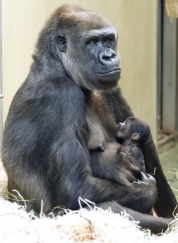 Gorilla Bibi mit noch namenlosen Nachwuchs_01.03.21_Zoo Berlin (2).jpg