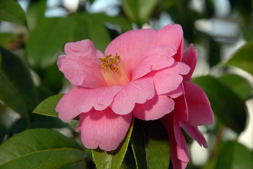 Camellia_reticulata  BGM_E.Bayer 20180208 439_DSC_0015.jpg