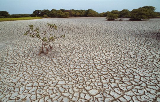 Mangroven-Trockenheit-WW210912-c-Roger-Leguen-WWF.jpg