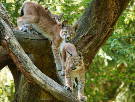 Der_Luchsnachwuchs_liebt_es_zu_klettern_im_Wildpark_Schwarze_Berge (1).JPG