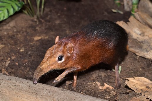 (c) Rolf Schlosser_2.jpg