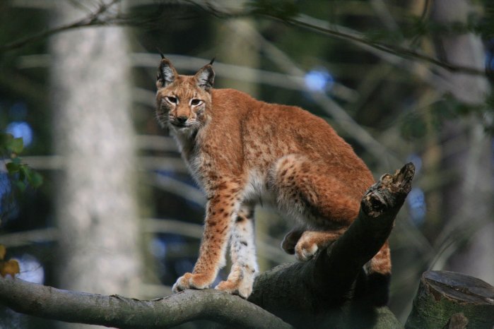 Luchs25_Ole.jpg