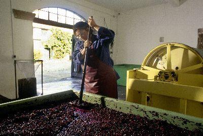 Konzentration im deutschen Weinbau
