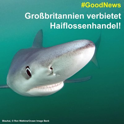 grossbritannien-verbieten-haiflossenhandel-90-400x400px.jpg