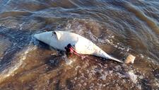Ein toter Schweinswal liegt am Ufer der Elbe.