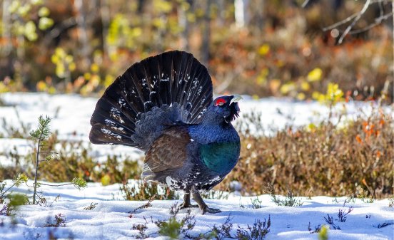 Balzender Auerhahn im Schnee © Erich Marek.jpg