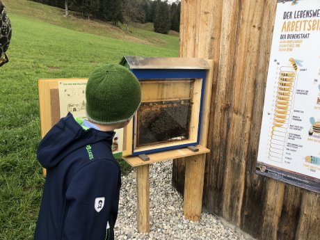 Blick in den Bienen-Alltag c Naturpark Ammergauer Alpen e. V., Nina Helmschrott.JPG