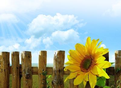 Sonnenlicht - Sonnenblume