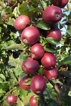 artevos_apfel_tigawa® ‘UEB 55861‘-s-_fruechte.jpg