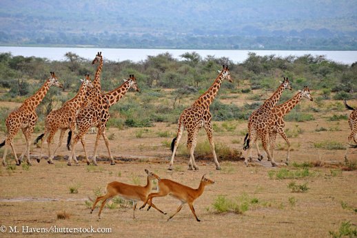 1 Uganda-Giraffen in Murchison Falls.jpg