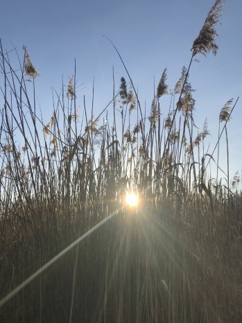 Natur bei Birkenried.JPG