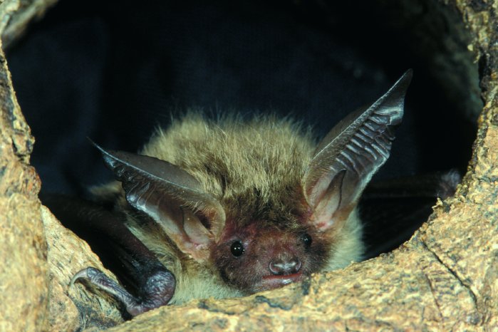 Bechsteinfledermaus.jpg